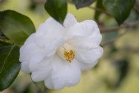 Camellia japonica 'Frost Queen'.
Parco delle Camelie, Camellia Park, Locarno, Switzerland

