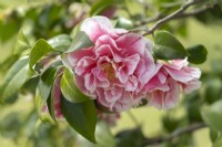 Camellia japonica 'Hikaru Genji', syn. 'Herme'.
Parco delle Camelie, Camellia Park, Locarno, Switzerland