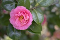 Camellia japonica, Seidel N 56.
Parco delle Camelie, Camellia Park, Locarno, Switzerland