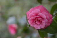 Camellia japonica 'Rosendale's Beauty'.
Parco delle Camelie, Camellia Park, Locarno, Switzerland