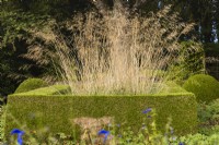 Stipa gigantea framed by clipped box hedges in October