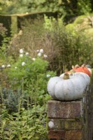 Winter squashes drying on a brick wall in a country garden in October
