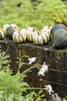 Squashes drying on a wall in October