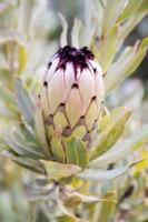Protea neriifolia - oleander-leaf protea, narrow-leaf protea  - July