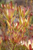 Leucadendron salignum- safari sunset protea or cone bush - July