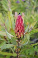Protea Pinita - longifolia x magnifica - July