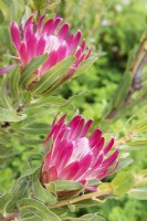 Protea compacta - Bot River protea - July