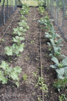 Brassica oleracea - 'Nero di Toscana' and Sprout 'Petit Posi' - June