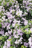 Bougainvillea 'Lilac' - January