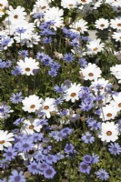 Dimorphotheca pluvialis - Rain Daisy - Cape Daisy and Felicia heterophylla - True Blue Daisy - September