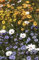 Ursinia calenduliflora - Namaqua Parachute Daisy and Dimorphotheca pluvialis - Rain Daisy - Cape Daisy and Felicia heterophylla - True Blue Daisy - September