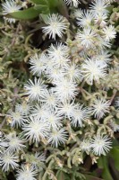 Phyllobolus canaliculatus - October - endangered plant