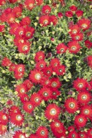 Drosanthemum Speciosum - Ice Plant - October