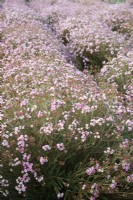 Chamelaucium uncinatum - Geraldton wax - July 