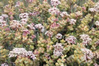 Crassula rupestris - Concertina plant - October 