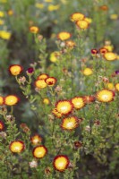 Drosanthemum bicolor - Dew plant -  September
