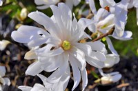 Magnolia loebneri Dwarf no1, April