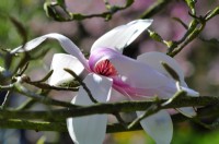Magnolia cylindrica, April