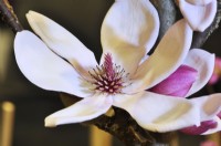 Very large flower of Magnolia soulangeana Satisfaction, April