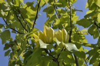 Yellow flowers of Magnolia brooklynensis Yellow Bird. May