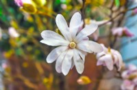 Magnolia stellata 'Royal Star'. April