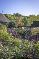 The Barn Garden in autumn with Salvia 'Amistad' in the foreground