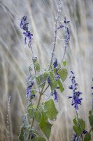 Frosted flowers of Salvia 'Amistad'