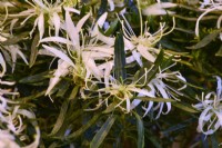 Close up of white flowers of Rhododendron simsii 'Hekla', Evergreen azalea , Spider azalea, Indian azalea  with unusual long narrowly lance-shaped leaves  strap-like. Flowering in spring- April to May. 
