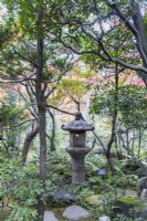 Stone lantern or Ishidoro with surrounding evergreen shrubs