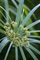 Cyperus alternifolius, Umbrella Grass