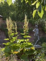 Rheum palmatum 'Atrosanguineum' in walled garden with statue