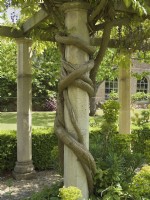 Wisteria branches twined around stone pillar