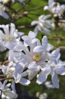 Closeup of white flowers of Magnolia loebneri Dwarf no1,  April