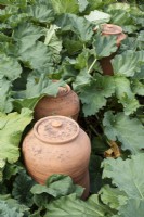 Clay forcing pots amongst rhubarb - June