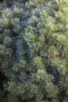 Pinus sylvestris 'Lodge Hill' - Pine