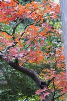 Close up of branch of Acer in autumn colour. 