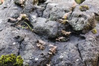Detail of seedlings growing on rocks. 