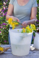 Creating an insecticide from Tanacetum vulgare - tansy by fermentation.. Woman cutting up Tanacetum vulgare - tansy into a bucket filled with water to make a plant insecticide.