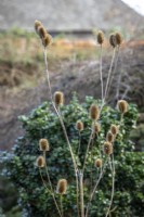 Teasel seedheads - Dipsacus fullonum