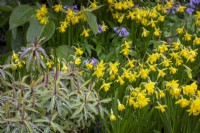 Narcissus 'Tete a Tete' with euphorbia