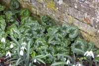 The foliage of Cyclamen hederifolium growing at the base of a wall