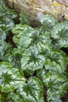 The foliage of Cyclamen hederifolium growing at the base of a wall