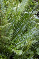 Polystichum munitum AGM - Western sword fern