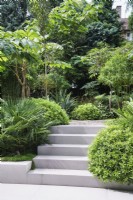 Steps through lush green planting in modern garden