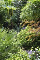 Lush planting in mixed border of shrubs and tropical plants