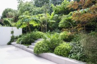 Modern garden with grey paving and steps through tropical planting including Chamaerops, Pittosporum and Tetrapanax Rex Muehlenbeckia and Albizia