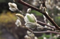 Unbloomed buds, catkins of Magnolia loebneri Dwarf no1. January