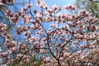 Pink flowers of Magnolia x soulangeana Alexandrina. April