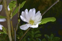 White flower of Magnolia x loebneri Encore. April