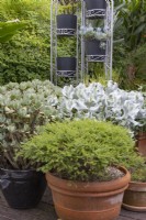 Collection of potted plants in of a freestanding arched metal pot stand with succulents and a pale green Cuphea.